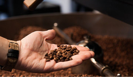 Hand holding coffee beans